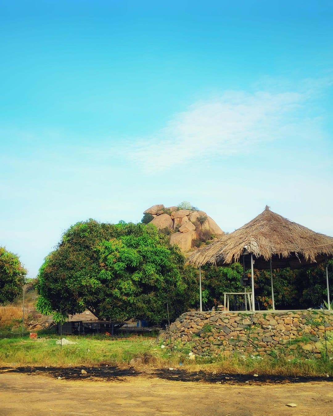 Q Mango Forest at QExperiences