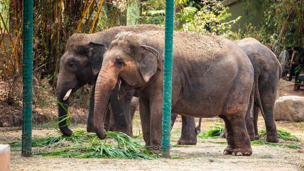 Best way to adopt animals in Karnataka Zoo